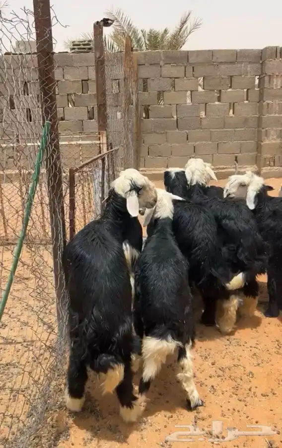 للبيع ضحايا نجد تم تم البيع 2
