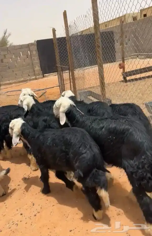 للبيع ضحايا نجد تم تم البيع 4