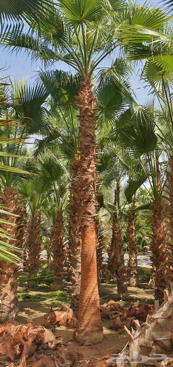 نخل واشنطني 1