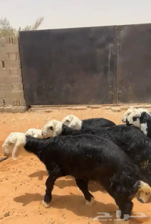 للبيع ضحايا نجد تم تم البيع 1