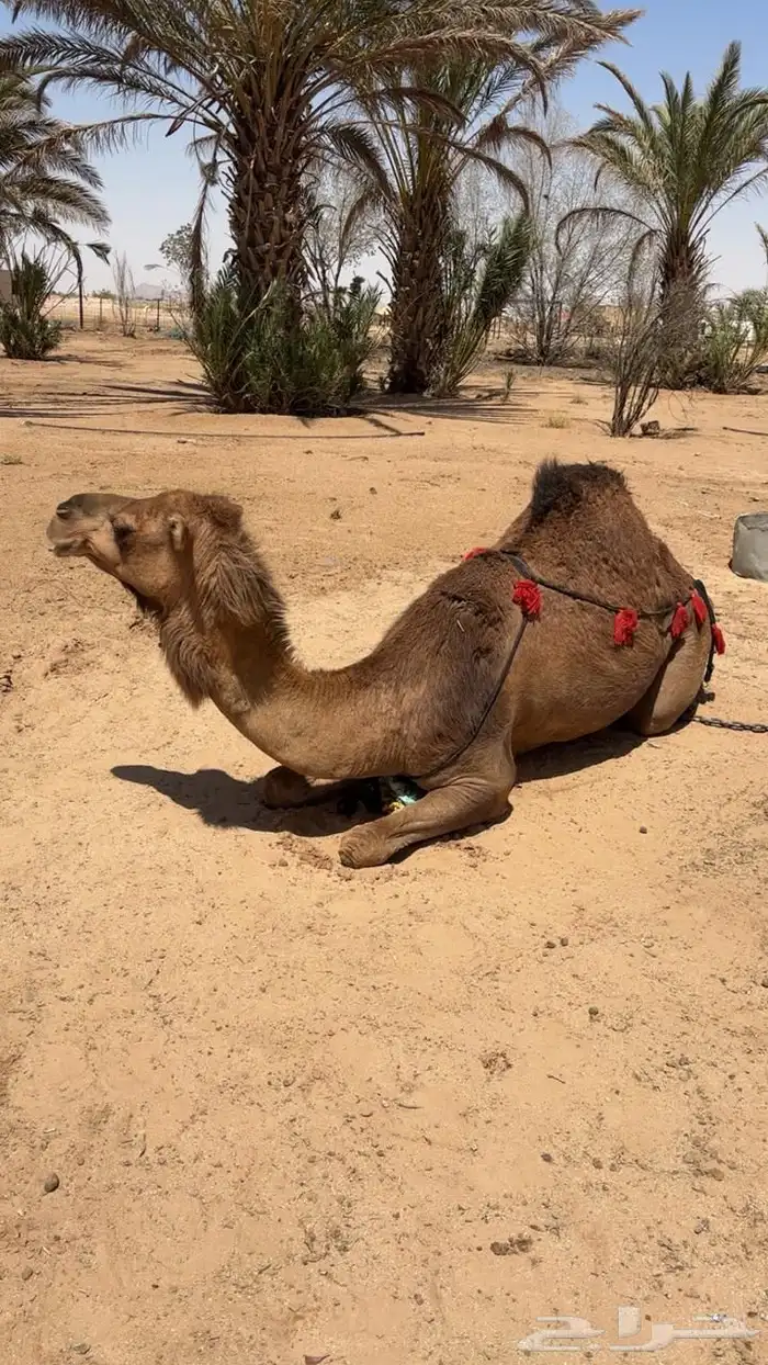 ناقه ساحليه للبيع 2
