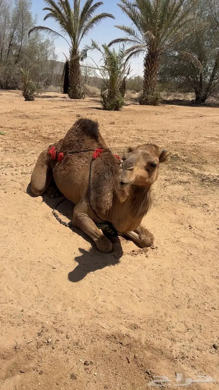 ناقه ساحليه للبيع 1