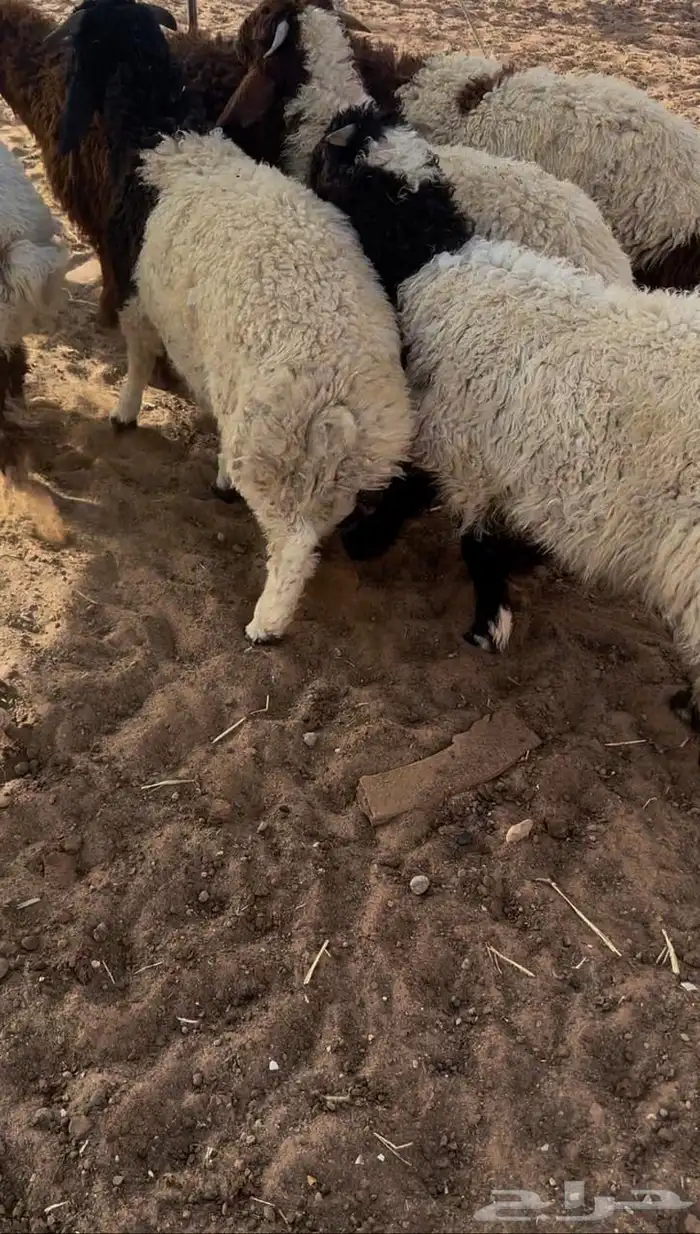 هرافي للبيع شرط يضحن 2