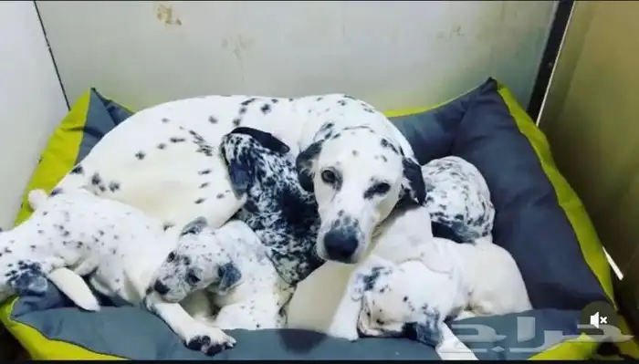 لدلميشن (Dalmatian) كلاب 4