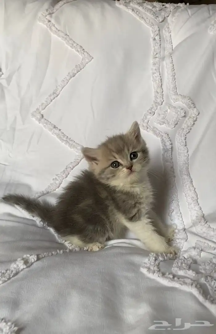 قطه سكوتش 1