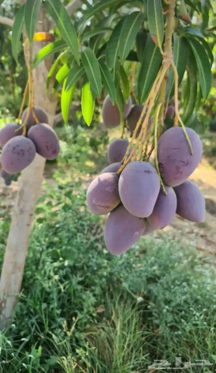 مانجو وجازان من والمزرعة لباب بيتك 0
