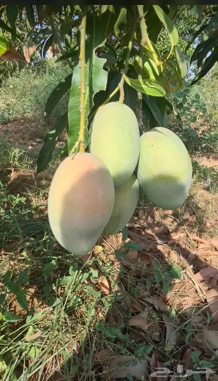 مانجو وجازان من والمزرعة لباب بيتك 1