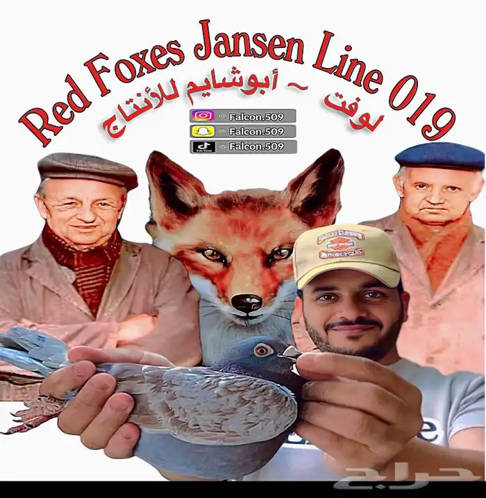 حمام 1