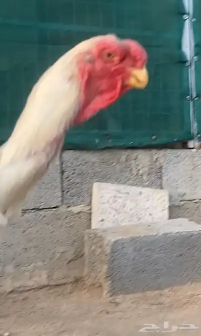 ديك حجازي فارسي مميز. ( تم البيع ) 1