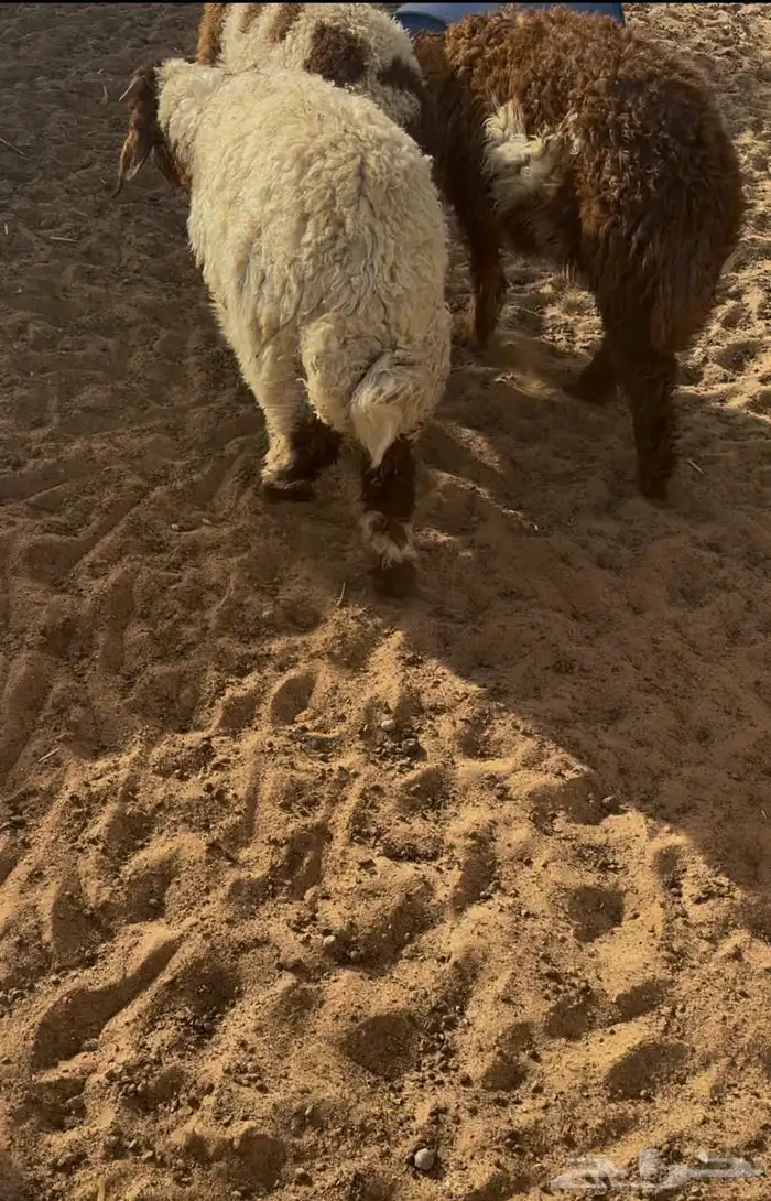 هرافي للبيع شرط يضحن 1