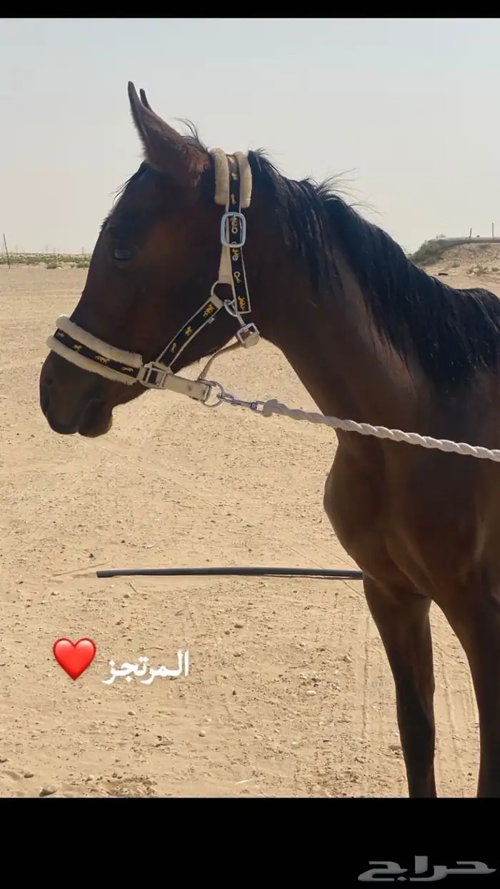 للبيع حصان عربي 1
