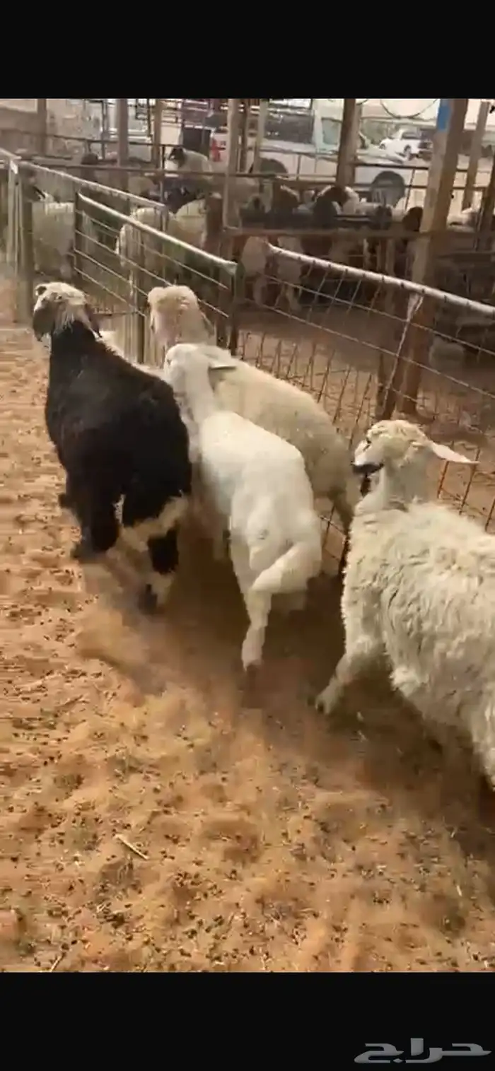 هرفي 2