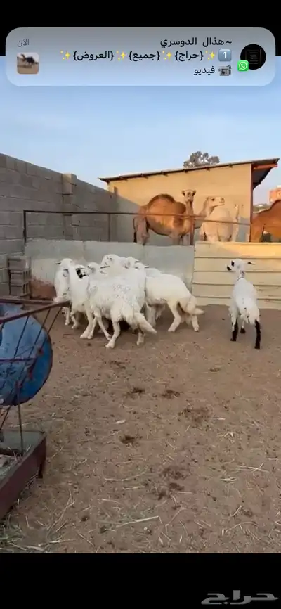 تم البيع 5