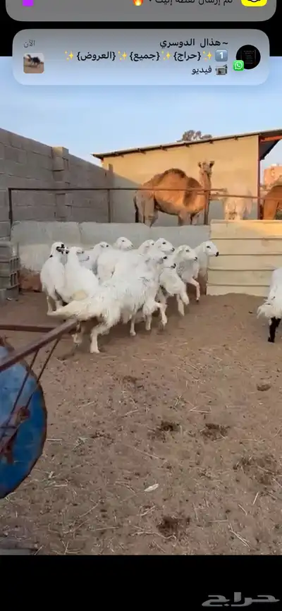 تم البيع 7
