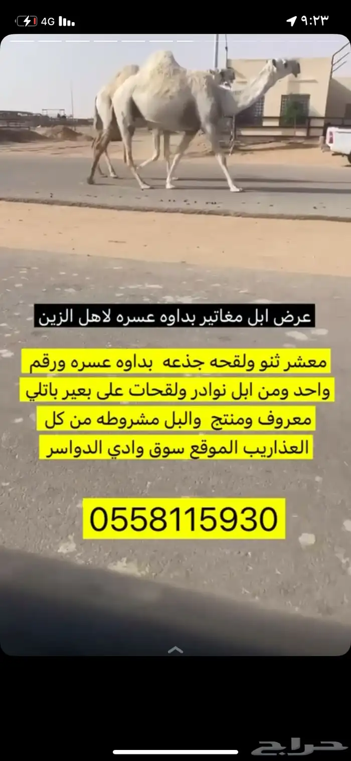 ابل بداوه عسره لقحات ثنتين مغاتير 0