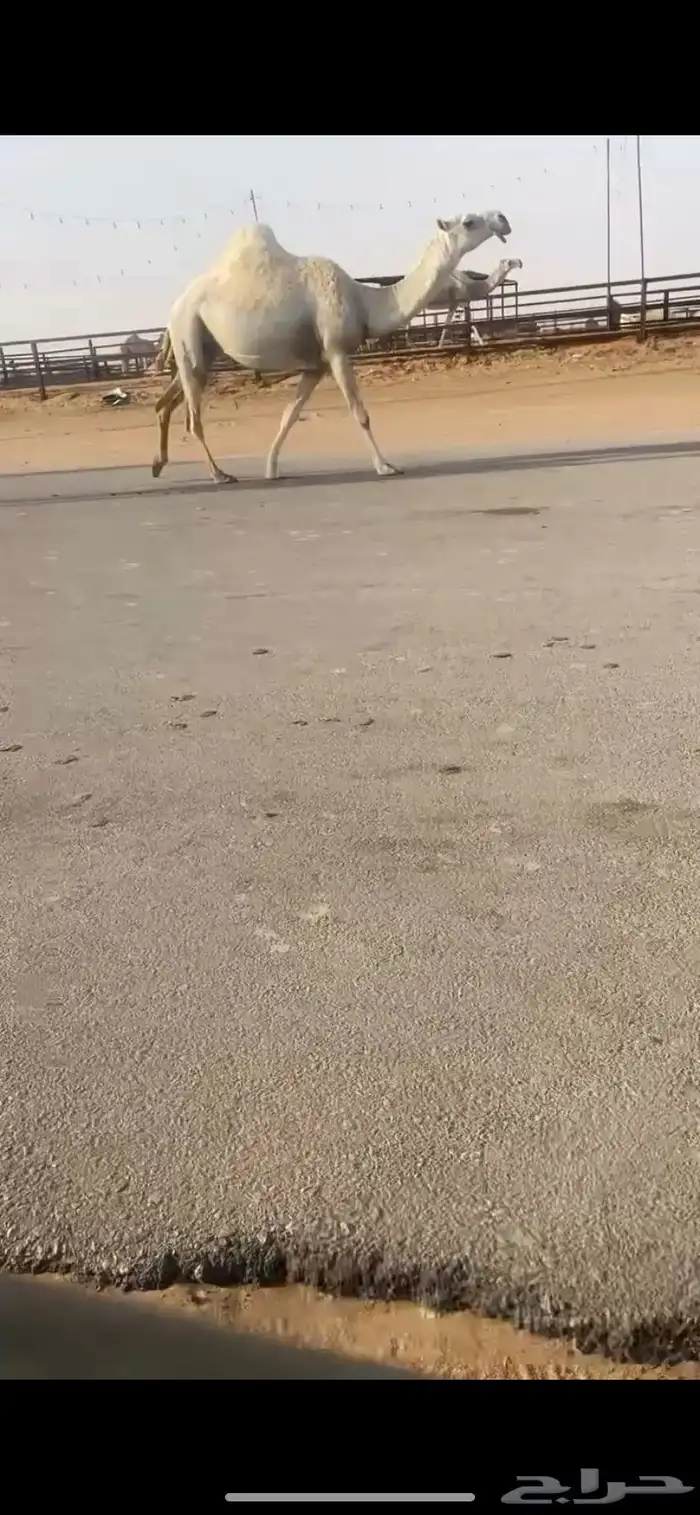 الثنو الوضحا الللي من ابل الغياثات البداوه القويه 0