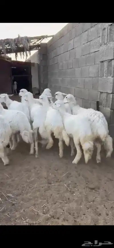 تم البيع 0
