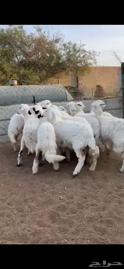 تم البيع 2