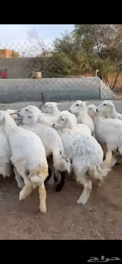 تم البيع 3