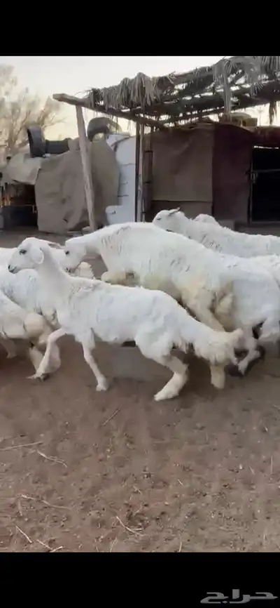 تم البيع 1