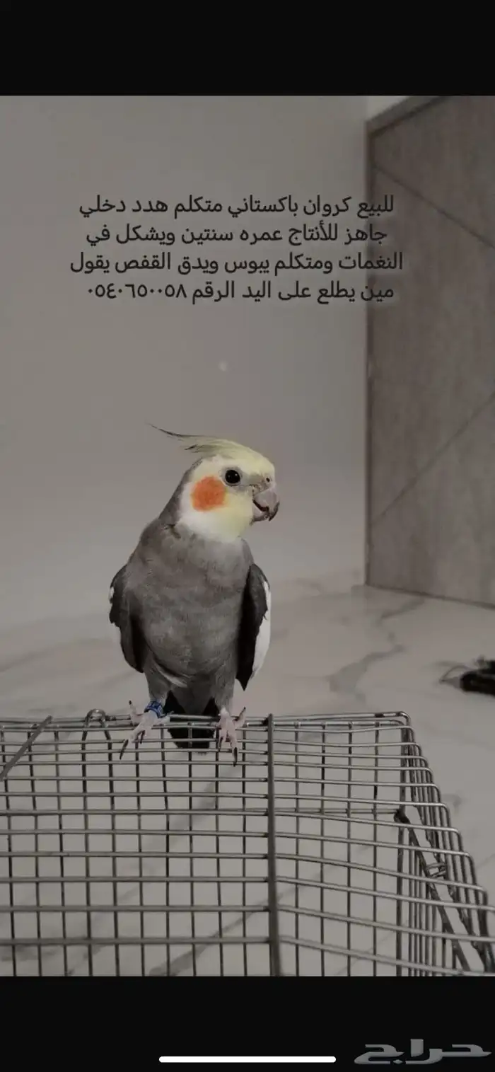للبيع كراون أليف متكلم هدد دخلي الحد 450 0