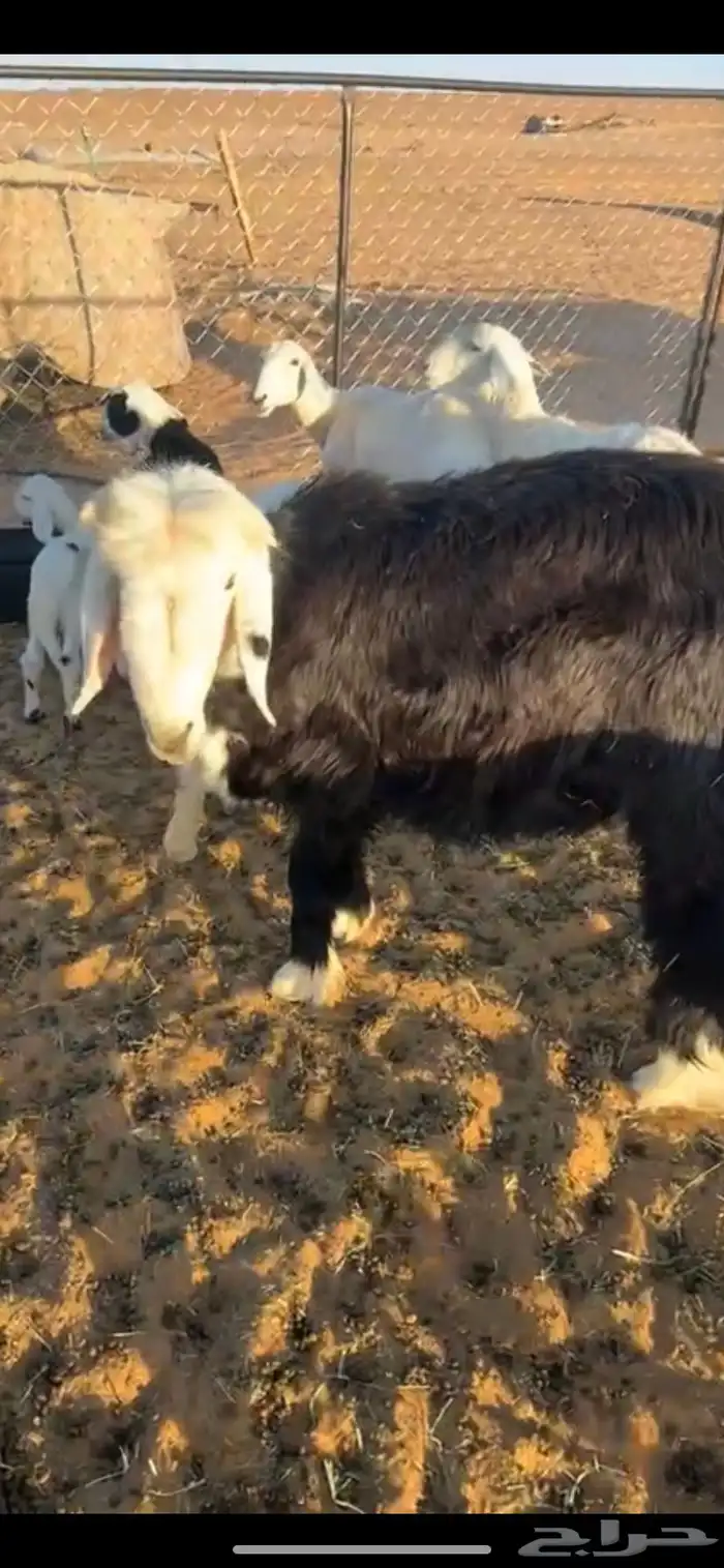 حمل غنم له تسع شهور البيع يصلح ضحيه العيد 1
