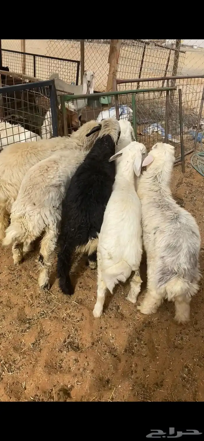 هرفي 1