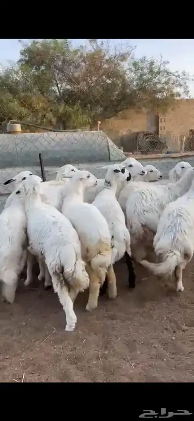 تم البيع 4