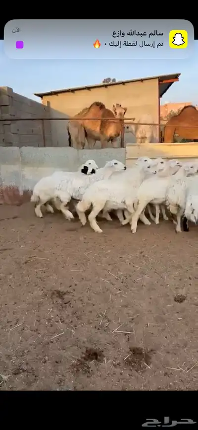 تم البيع 6
