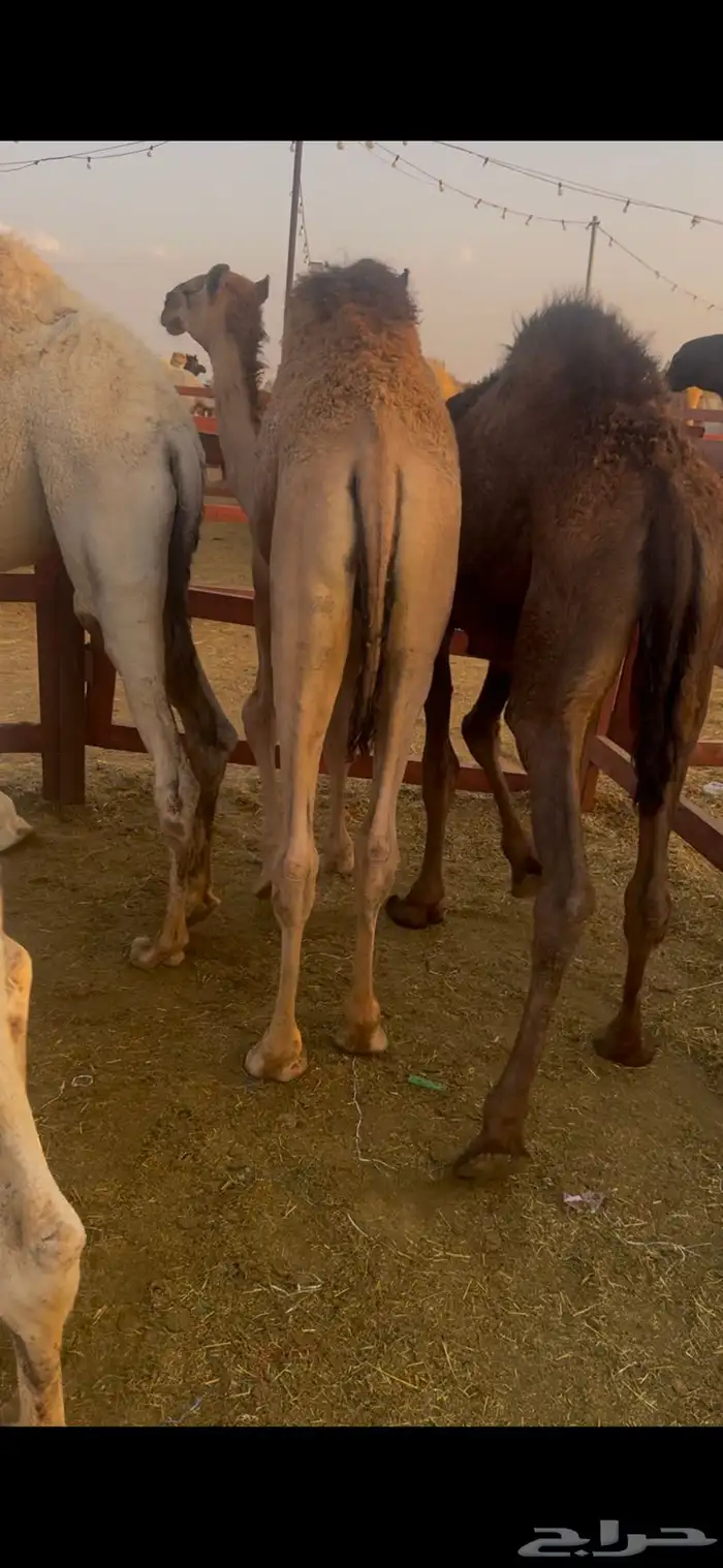 قعدان للبيع بلدي كفوو 4
