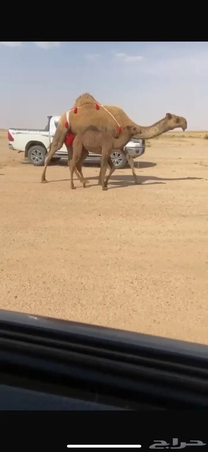 خلفه كفووو منيحه رقم 1 0
