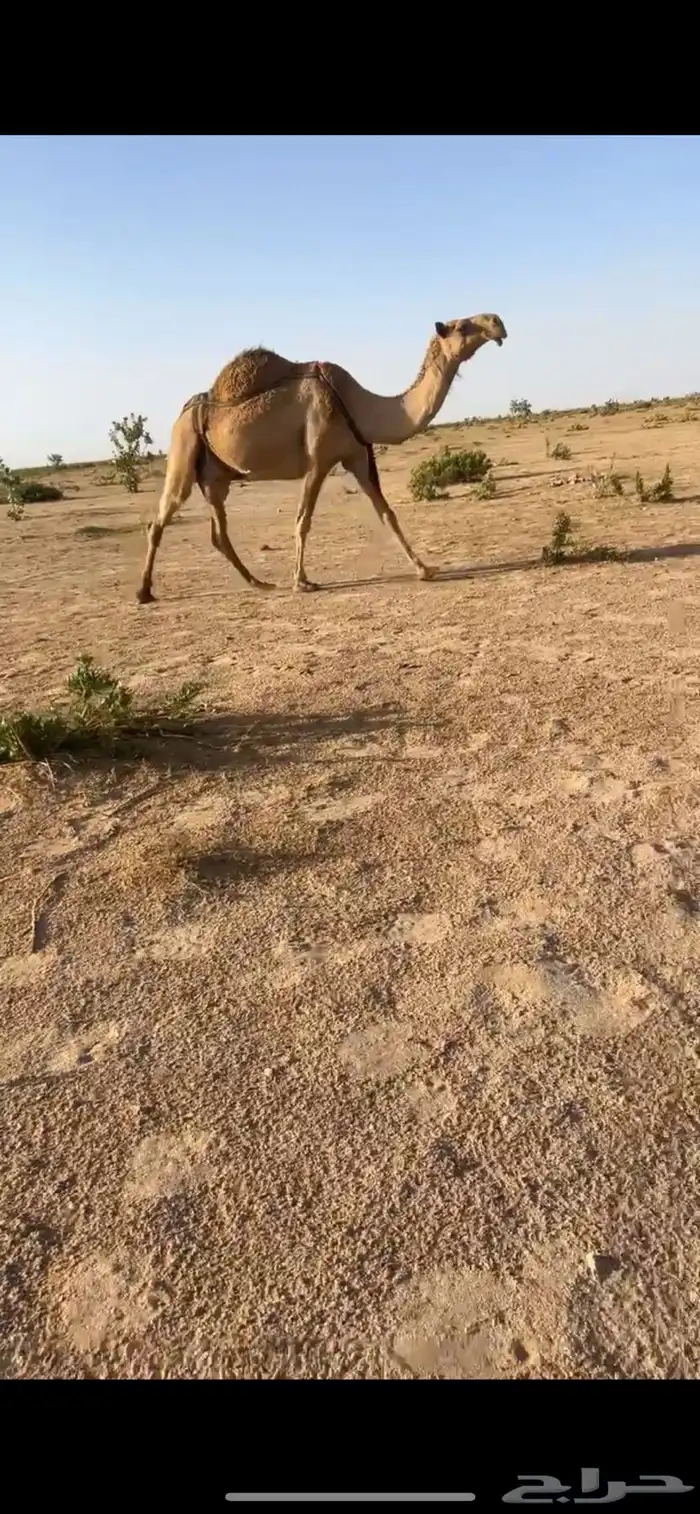 للبيع خلفه شعلا كفوو 0