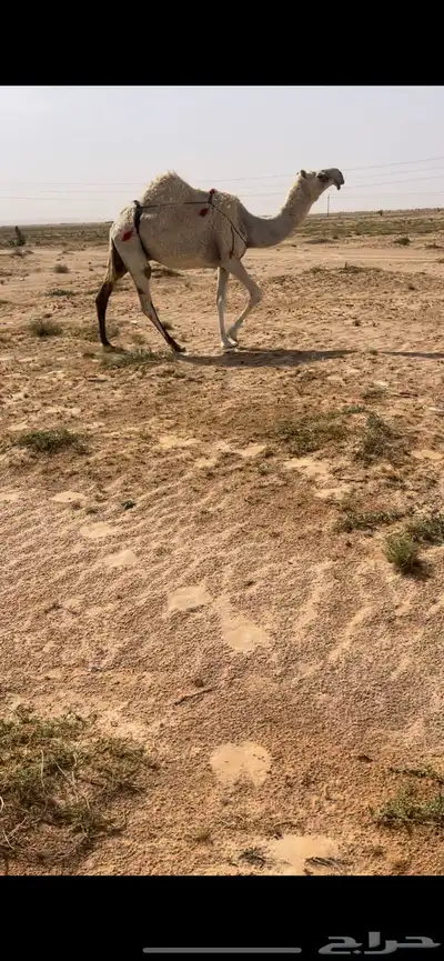 خلفه عفراء كفو تحتها قعود باتلي 0