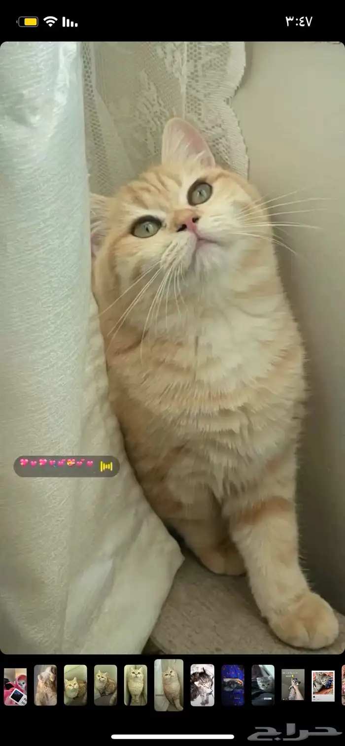 انثى ستكوش ستريت 0