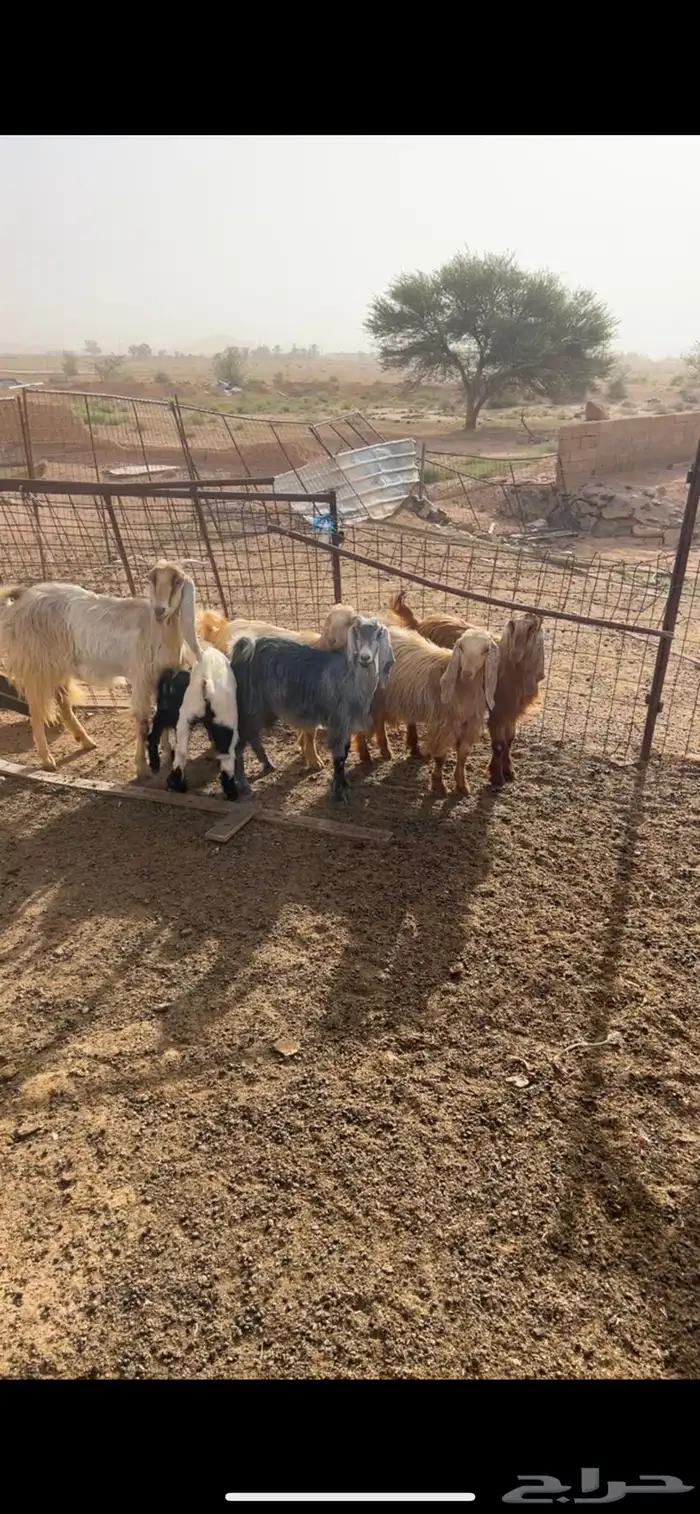 البيع معزا دفيع ولد 0