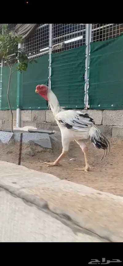 ديك حجازي فارسي مميز. ( تم البيع ) 5