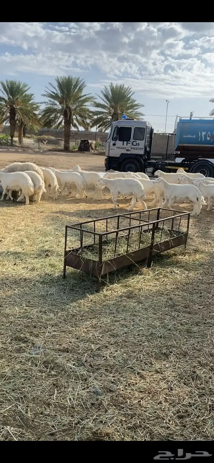 إحجز للعيد طليان أضاحي وأيظآ فيها مشاريع كلها جذعان 2