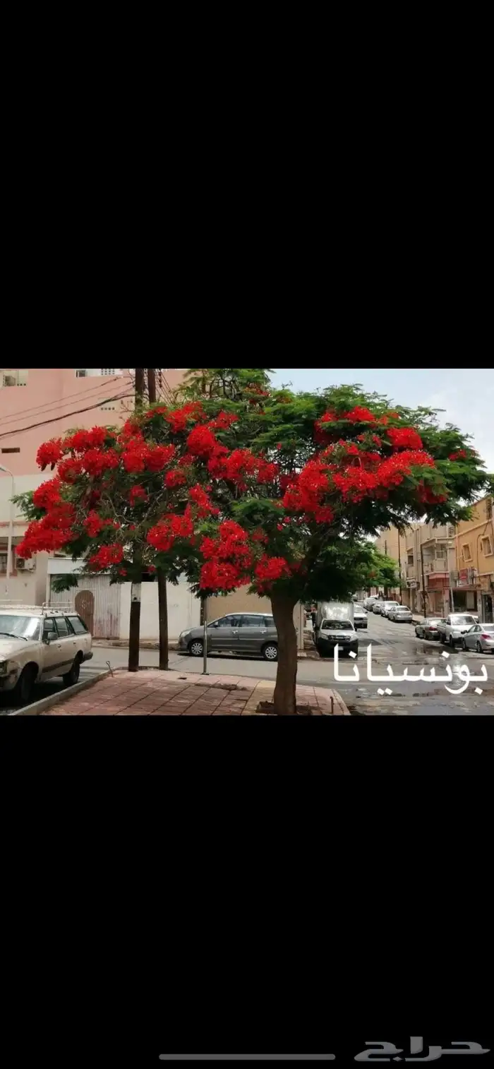 بونسيانا كميات 2