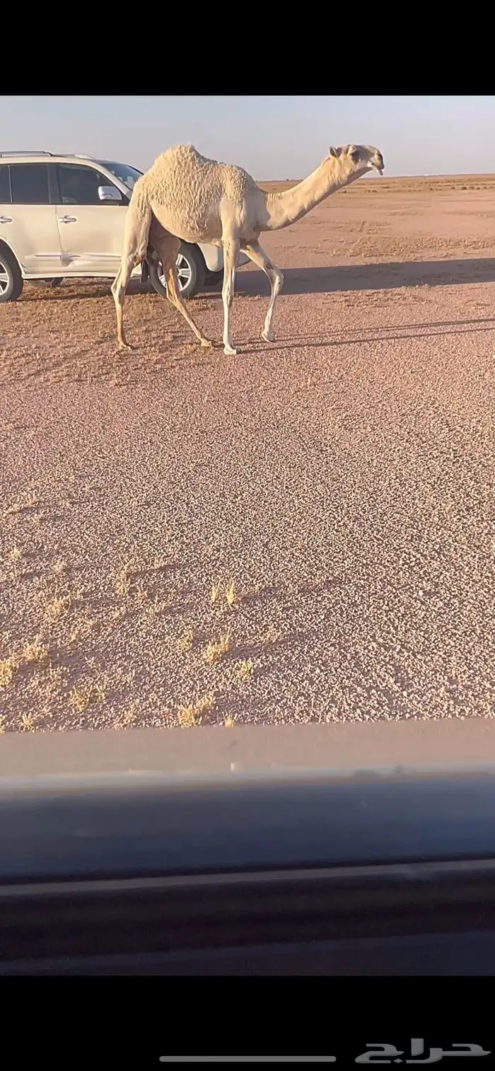 للبيع القعود المفرود الكفو 0
