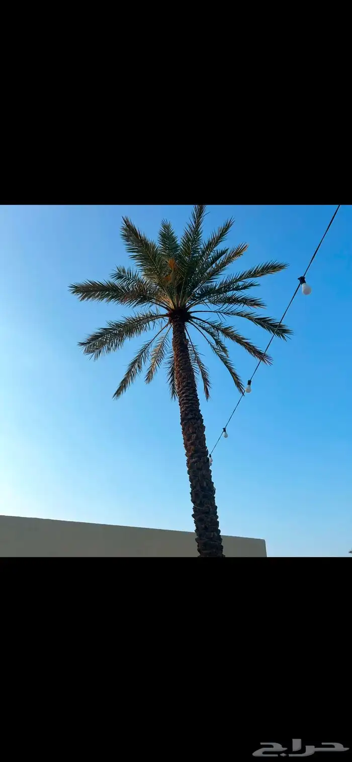 استراحة للايجار اليومي غرب بريدة 22