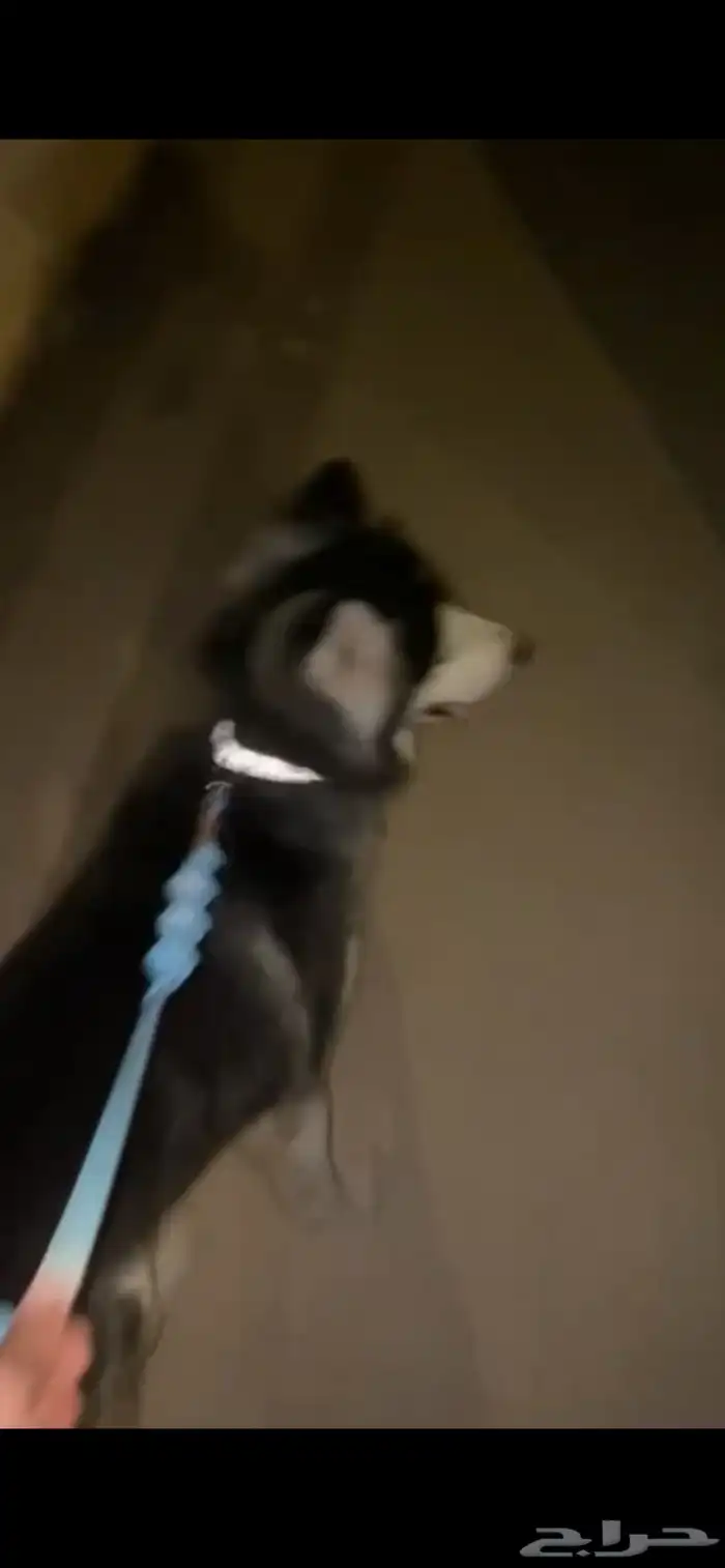 هاسكي 1