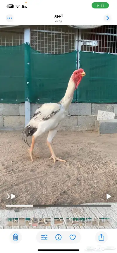 ديك حجازي فارسي مميز. ( تم البيع ) 2