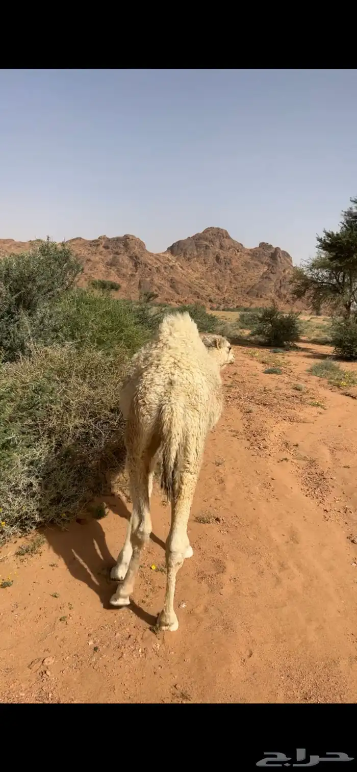 البيع قعود 3