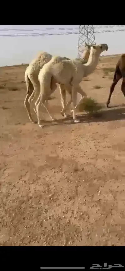 خلفه عفراء كفو تحتها قعود باتلي 1