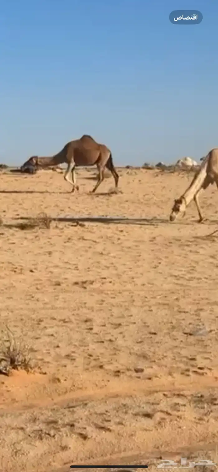 بين تبوك وتيماء قريب محميه مركز العروسه ناقه لقحه طيبه الحل 1
