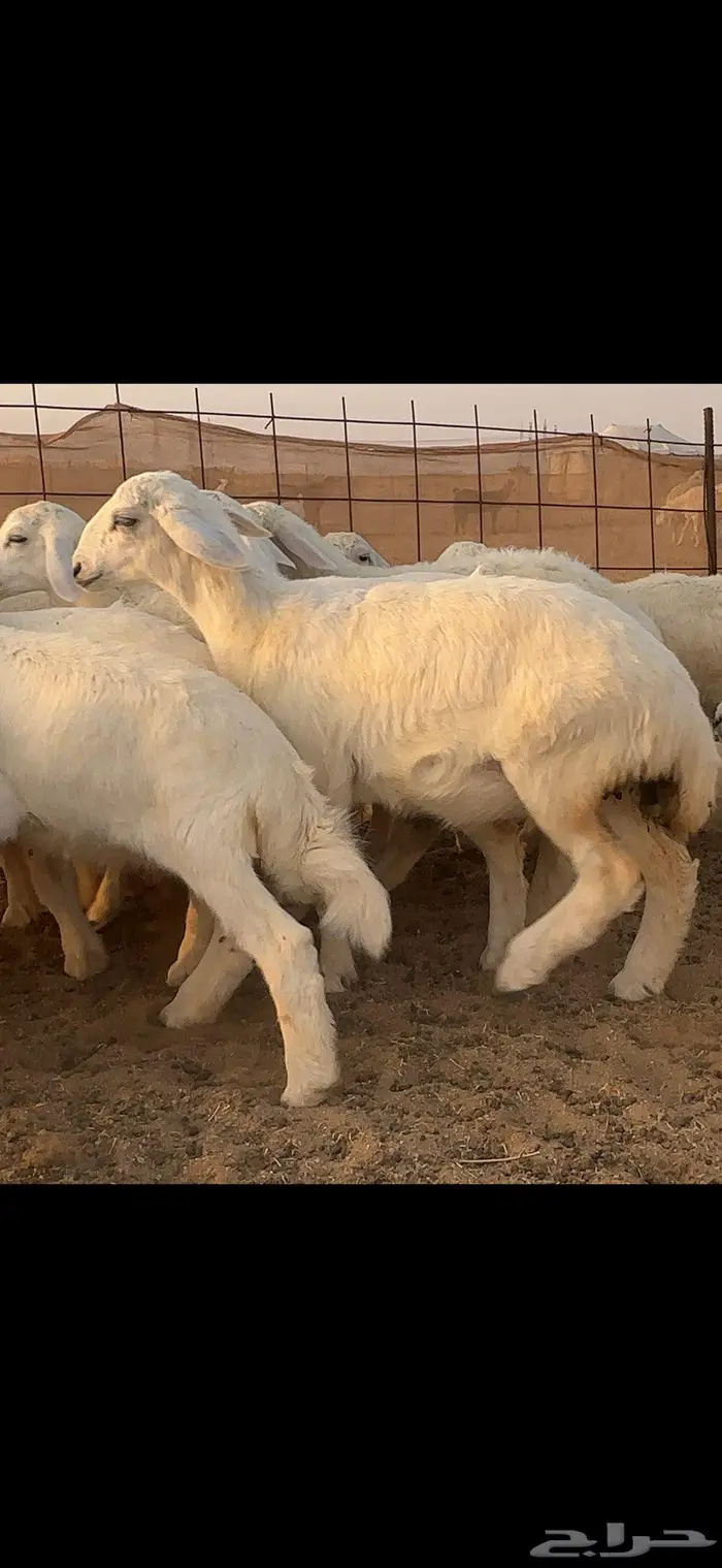 حريات خلفات 40 بالفحل معها 38 بهمها كبار 9