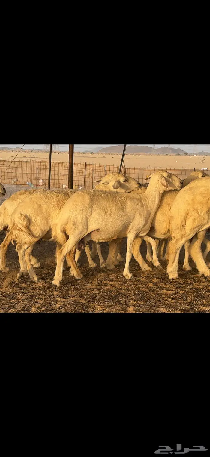 حريات خلفات 40 بالفحل معها 38 بهمها كبار 2
