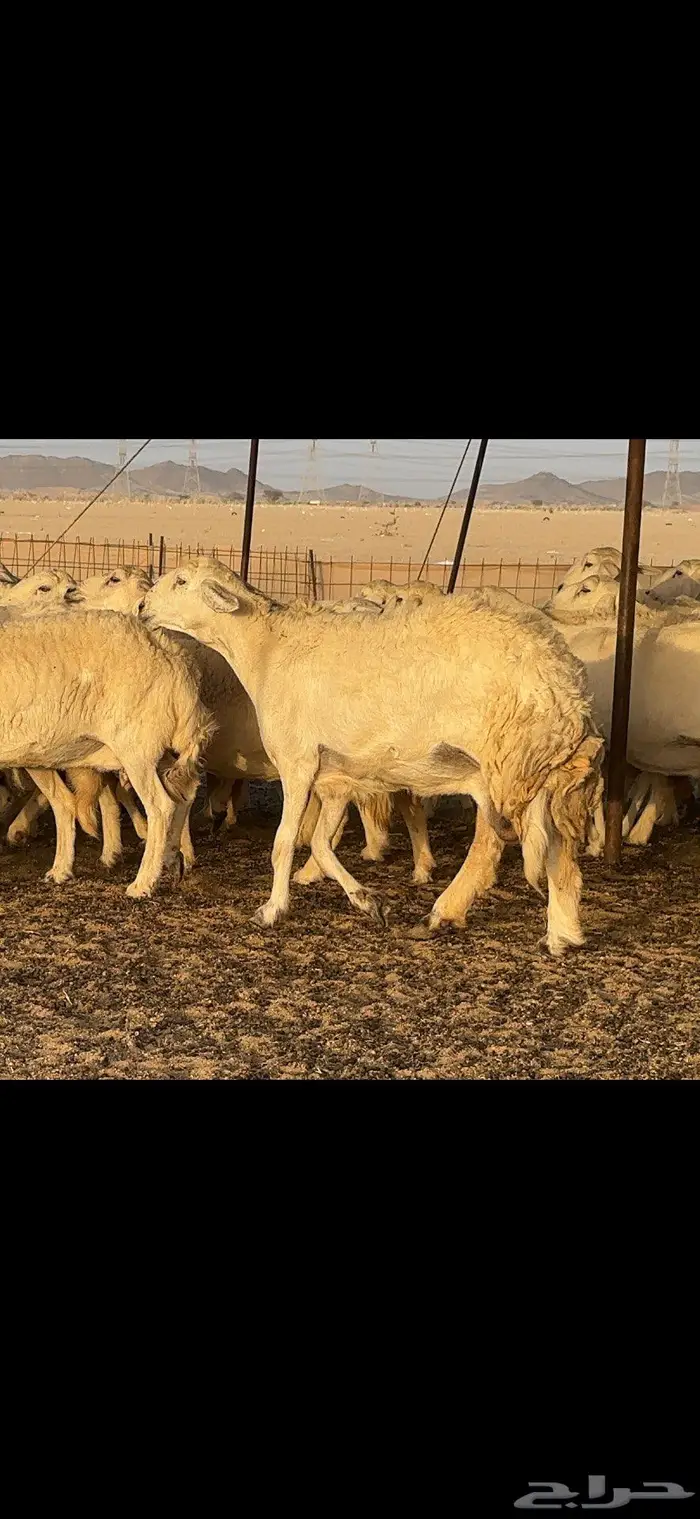 حريات خلفات 40 بالفحل معها 38 بهمها كبار 8