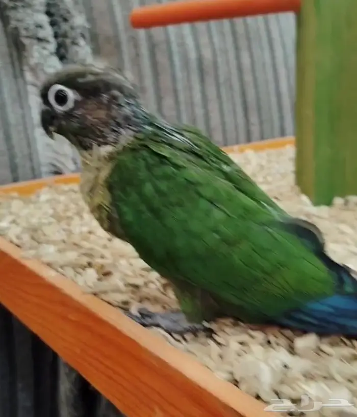 فروخ روز كنيور بادجي 2