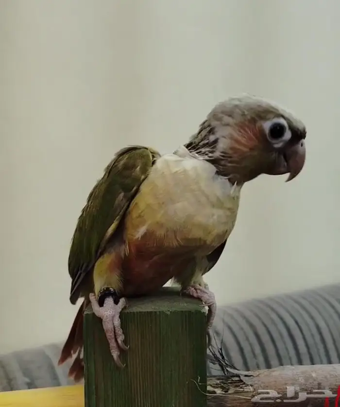 فروخ روز كنيور بادجي 0